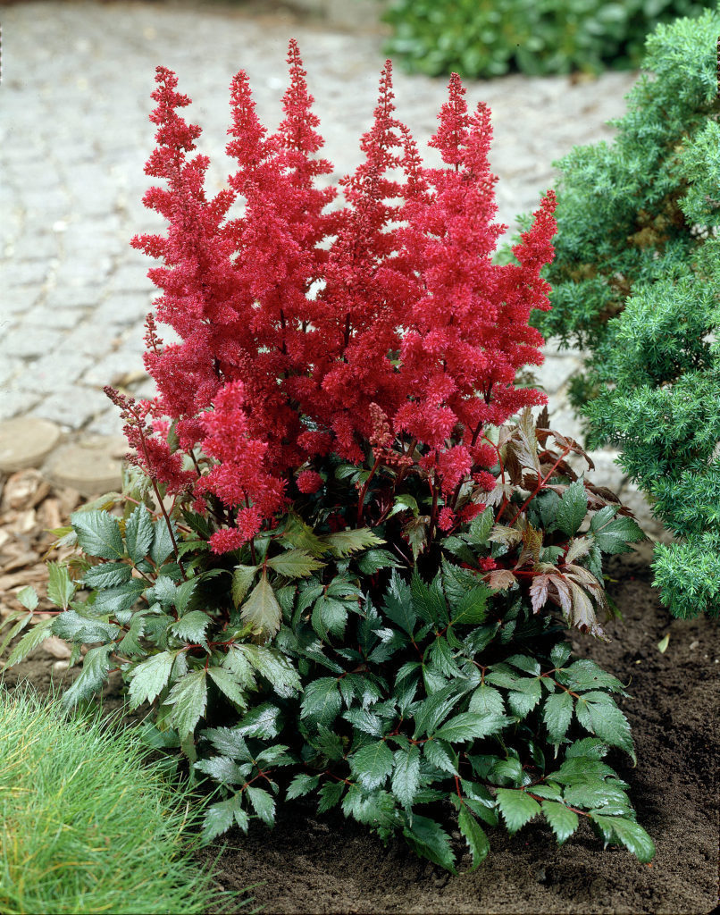 Astilbe arendsii 'Spartan'